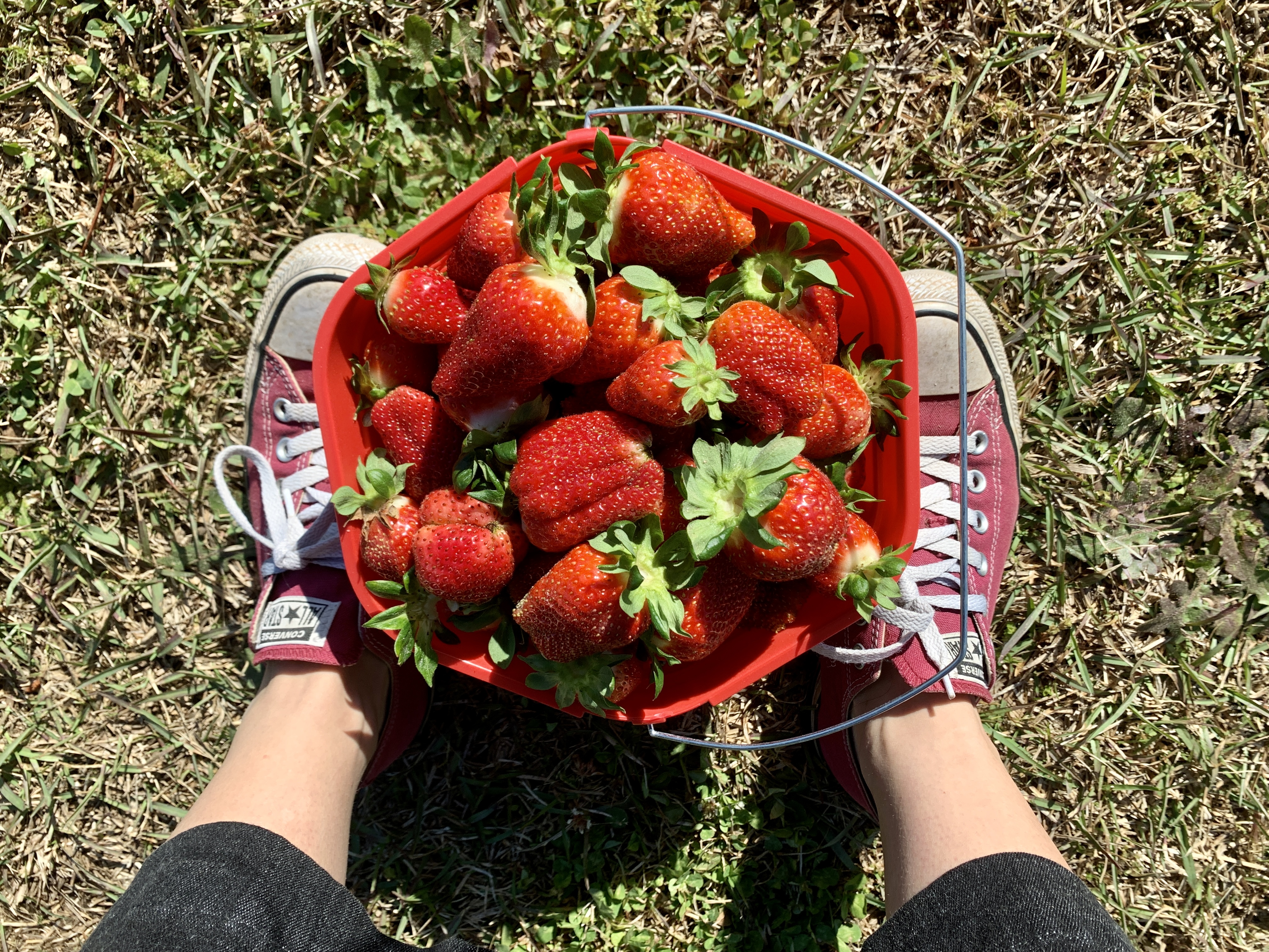 Strawberries